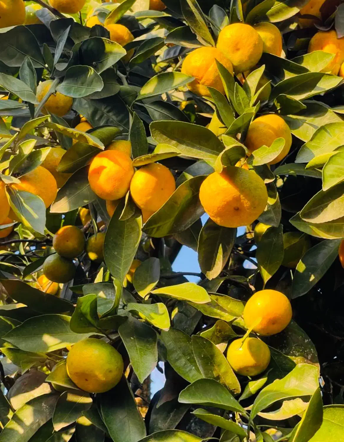 فروش نارنگی|خوردنی و آشامیدنی|مرزیکلا, |دیوار