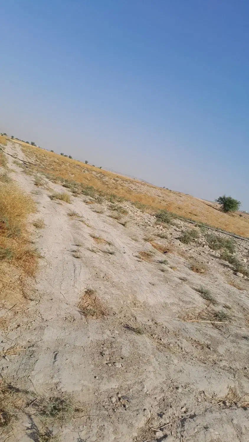 23 راس میش و شیشک ترکی بره دار|حیوانات مزرعه|بوشکان, |دیوار