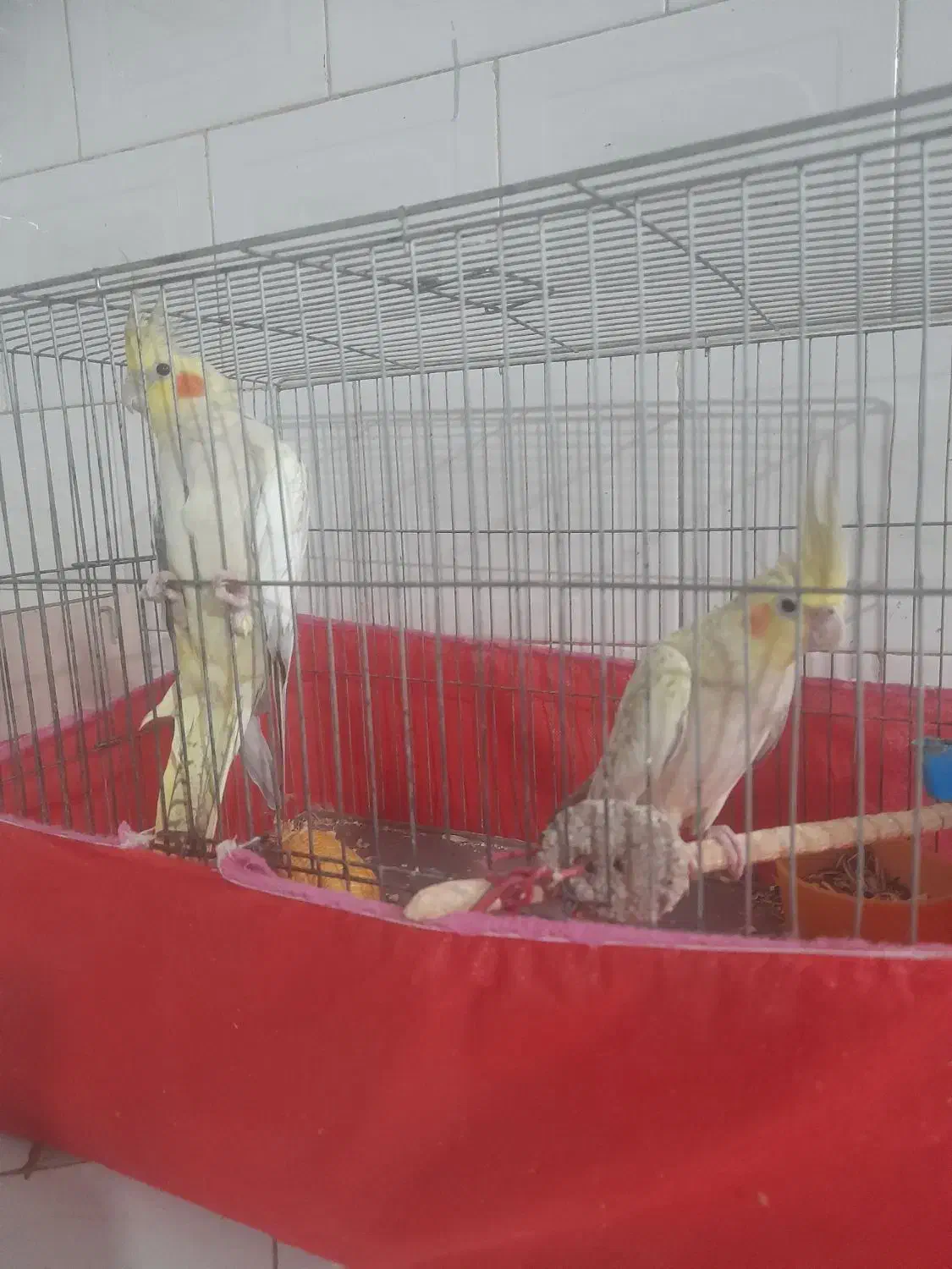 یک جفت عروس هلندی|پرنده|ری, صالح‌آباد شرقی|دیوار