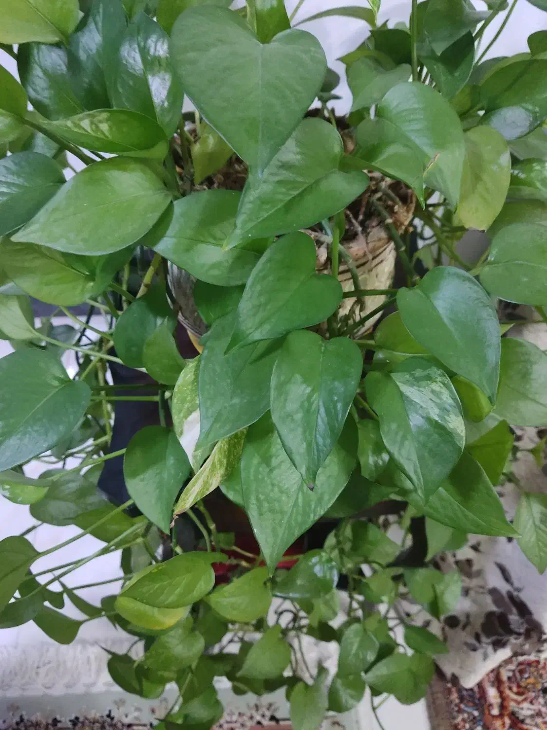 فروش گل پتوس|گل و گیاه طبیعی|نظرآباد, نظرآباد|دیوار