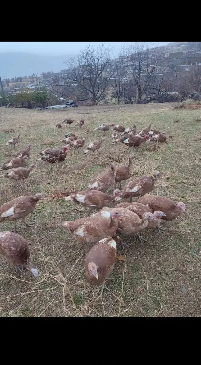 بوقلمون برنز و بوربون محلی|حیوانات مزرعه|قروه, |دیوار