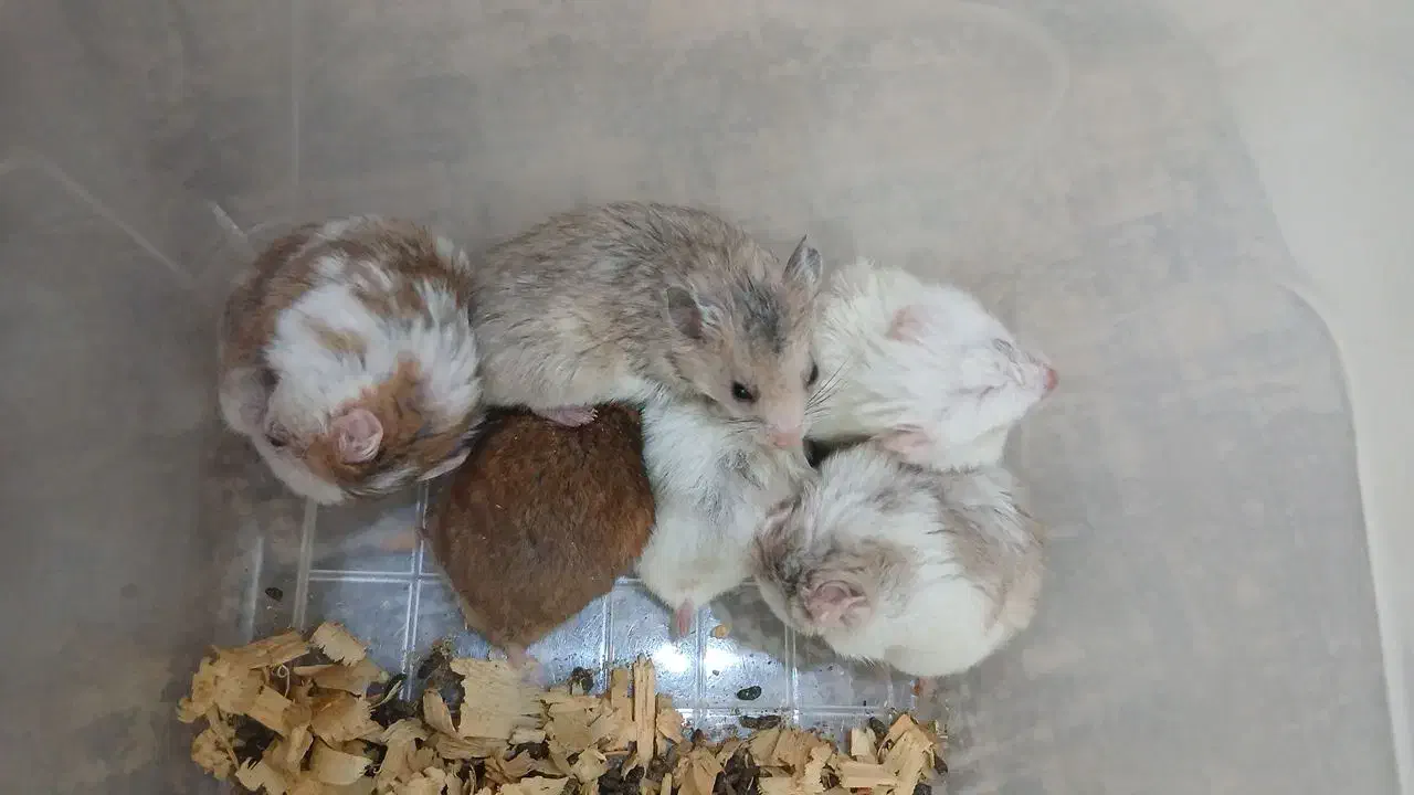 همستر دستی ورام|موش و خرگوش|تهران, سجاد|دیوار