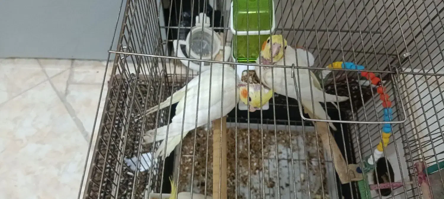 دو دانه جوجه عروس هلندی تازه دون خورشده|پرنده|دالاهو, |دیوار