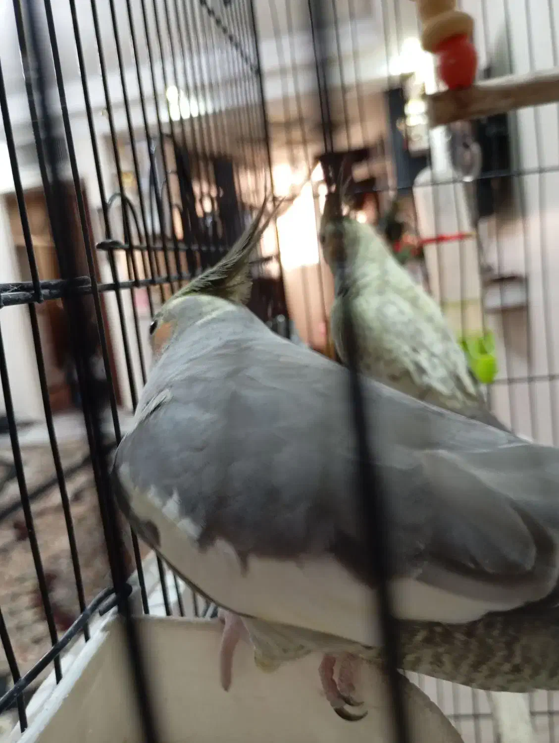 معاوضه ماده عروس هلندی با نر|پرنده|تهران, مشیریه|دیوار