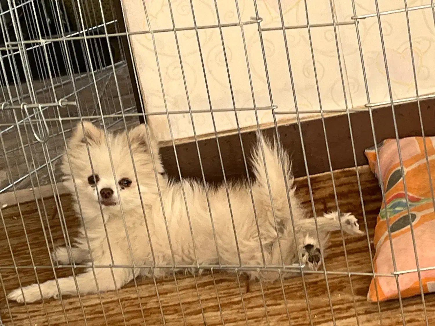 گم شده با معلولیت پا/تحت درمان|سگ|سیرجان, |دیوار