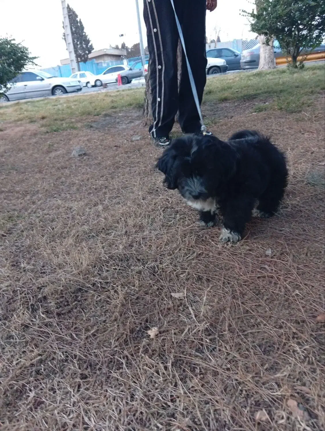 سگ پاکوتاه مشکی  ۱۳۰۰|سگ|تهران, جوادیه|دیوار