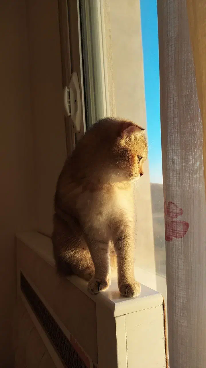 گربه اسکاتیش گلد|گربه|تهران, استاد معین|دیوار