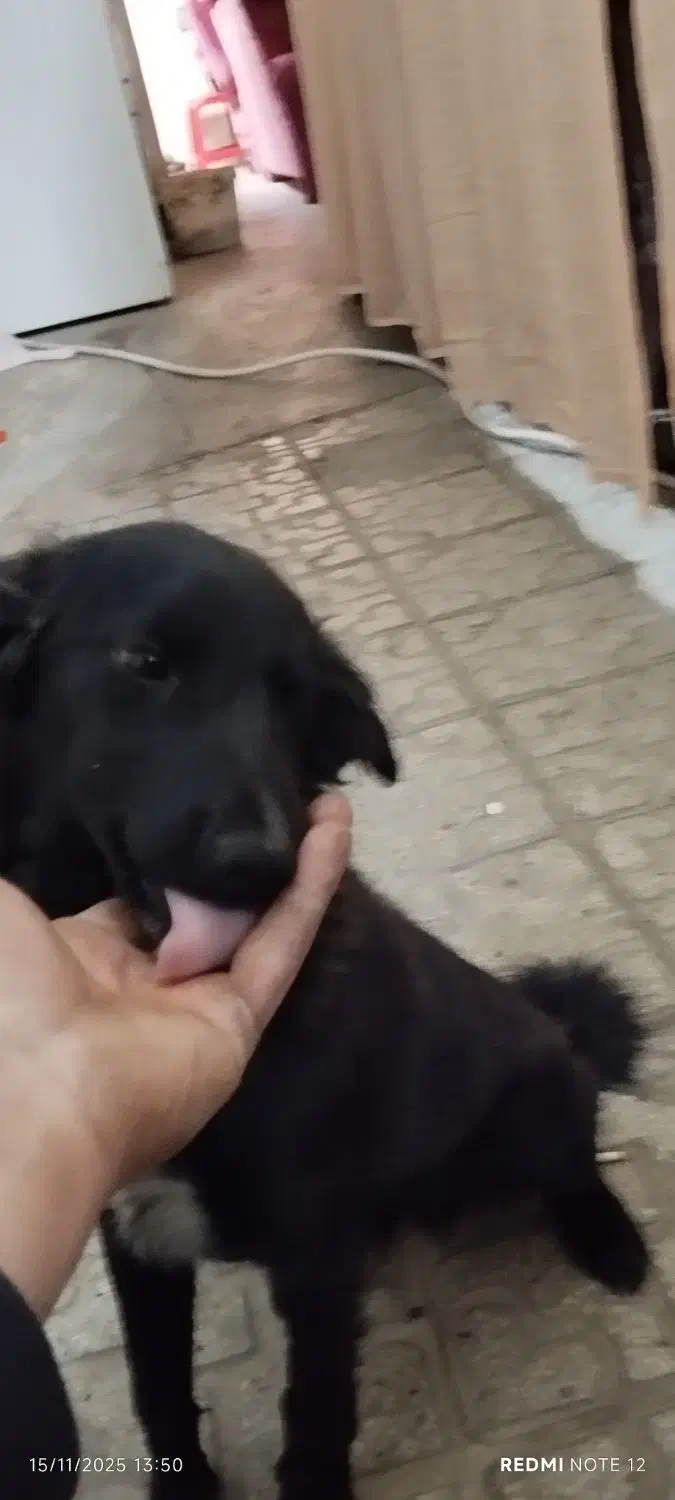 سگ مشکی|سگ|کاشمر, |دیوار