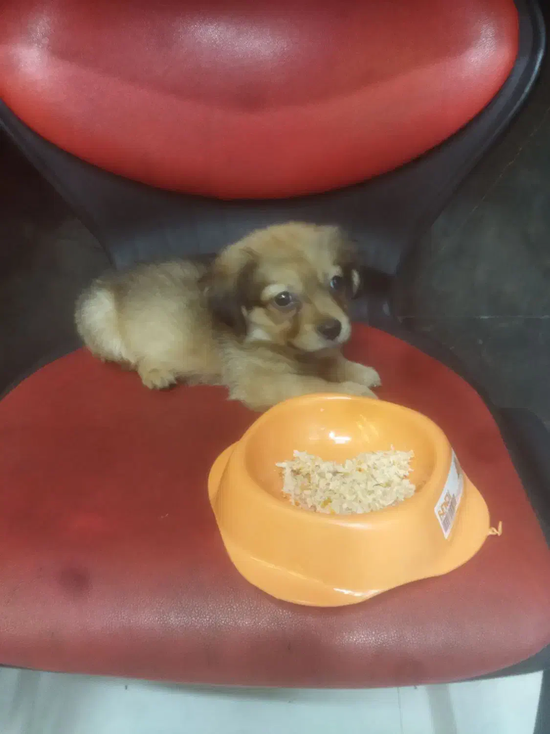 توله سگ ۲ماهه نژاد پودل|سگ|ری, دیلمان|دیوار