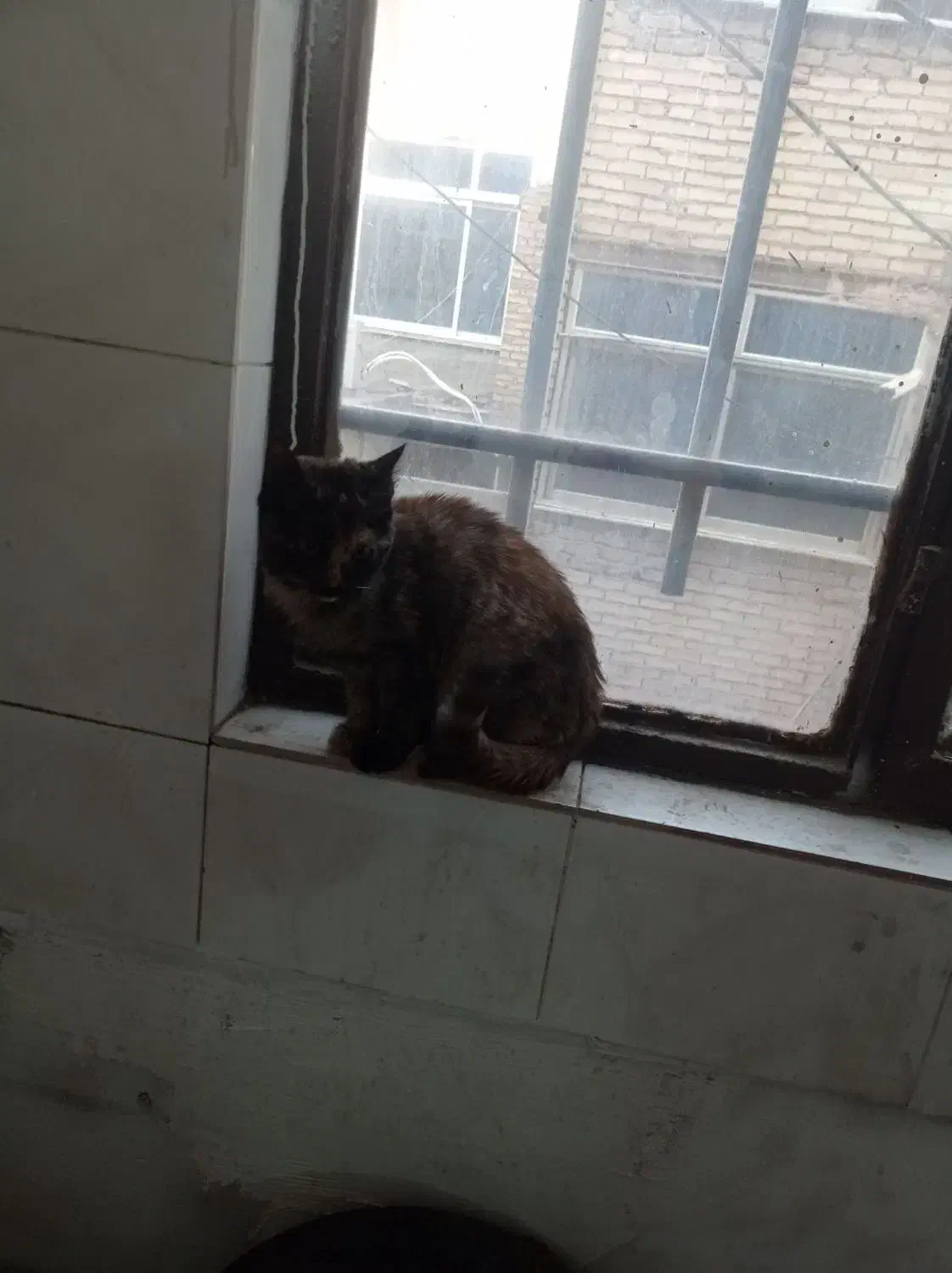 گربه|گربه|مشهد, بهمن|دیوار