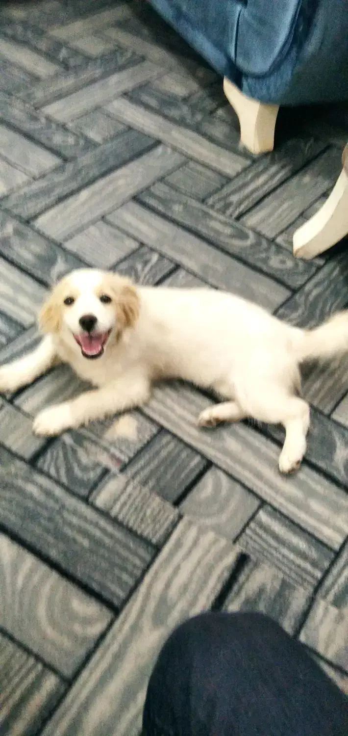 توله سگ|سگ|کاشان, مفتح|دیوار