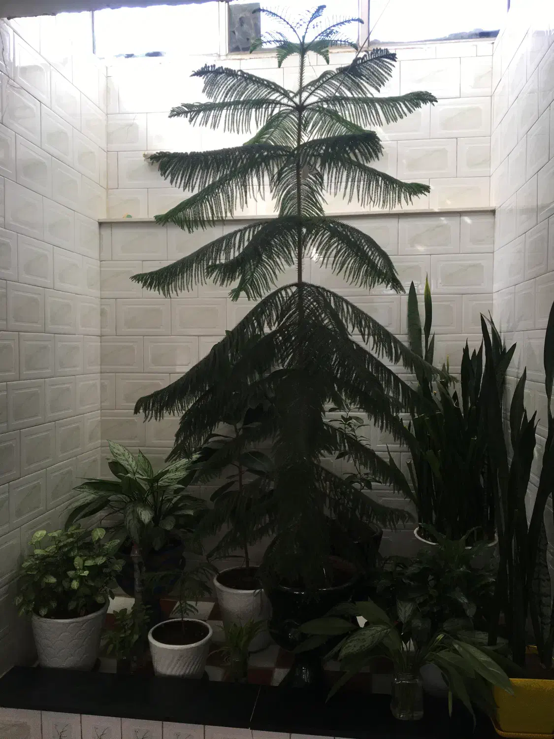 گل مطبق گاج ۲/۵متری|گل و گیاه طبیعی|بیستون, |دیوار