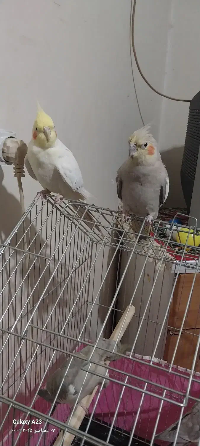 ی جفت عروس هلندی به فروش می‌رسد|پرنده|شازند, |دیوار