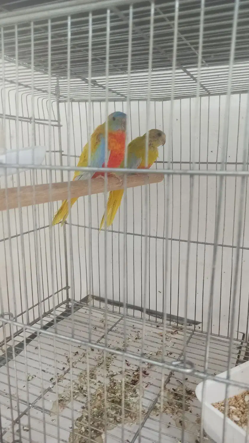 نئوفما تعویض با فنچ طوطی وارگلو بریده سفیدالماسی|پرنده|جوادآباد, |دیوار