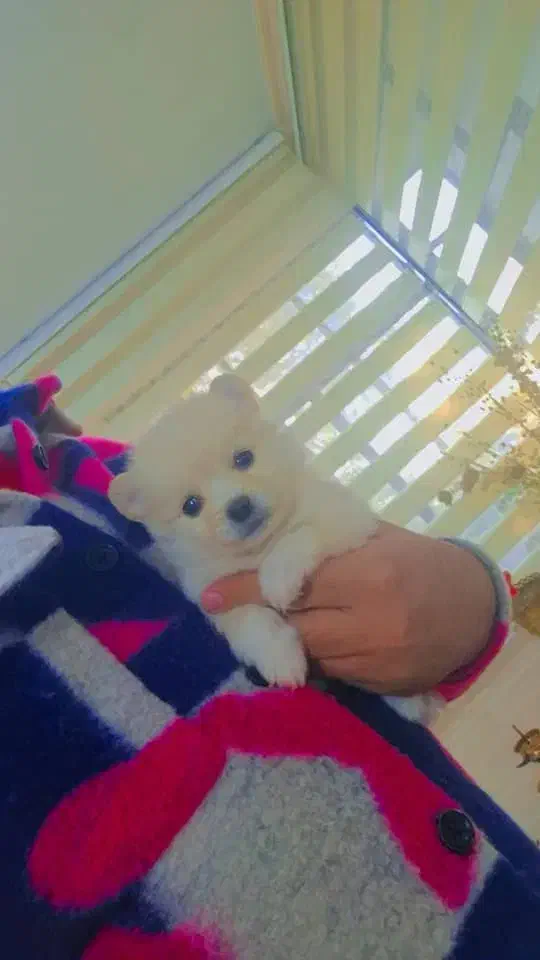 سگ پامرانین|سگ|کرج, گلشهر|دیوار