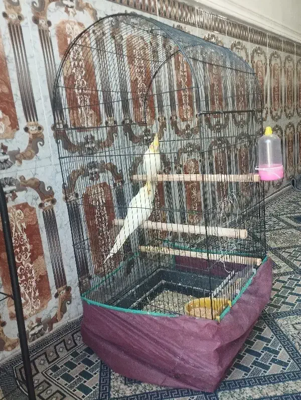 عروس هلندی یک جفت|پرنده|ریگان, |دیوار