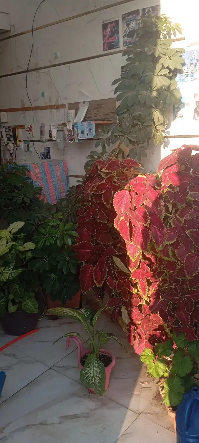 گل طبعیی|گل و گیاه طبیعی|اهر, |دیوار