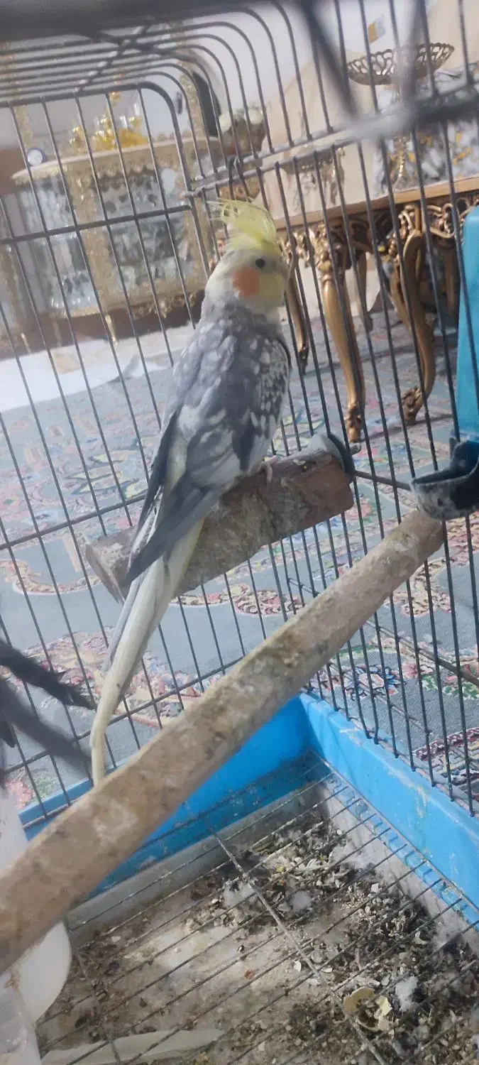 عروس هلندی|پرنده|قم, زند آباد|دیوار