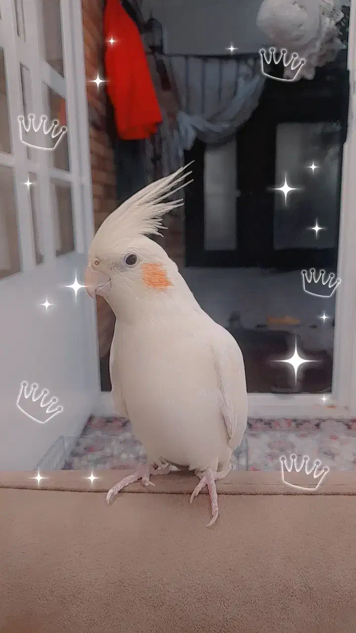 عروس هلندی سخنگو|پرنده|قم, میرزائیه|دیوار