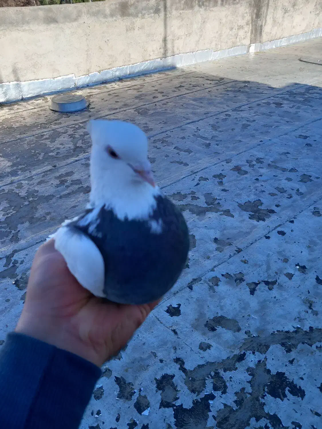 کبوتر طوقی|پرنده|سامان, |دیوار