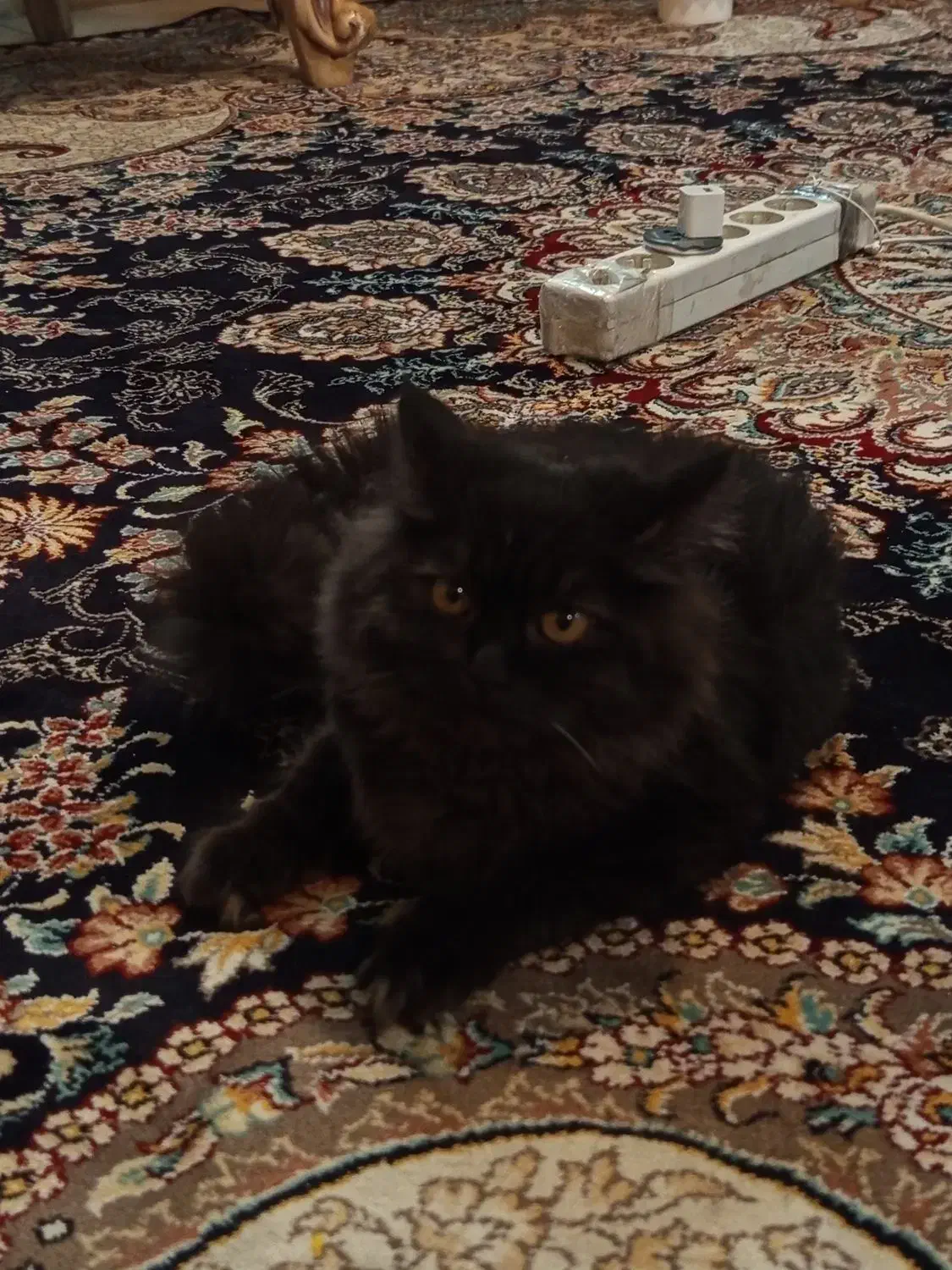 گربه پرشین|گربه|مشهد, مشکینی (شهرک غرب)|دیوار