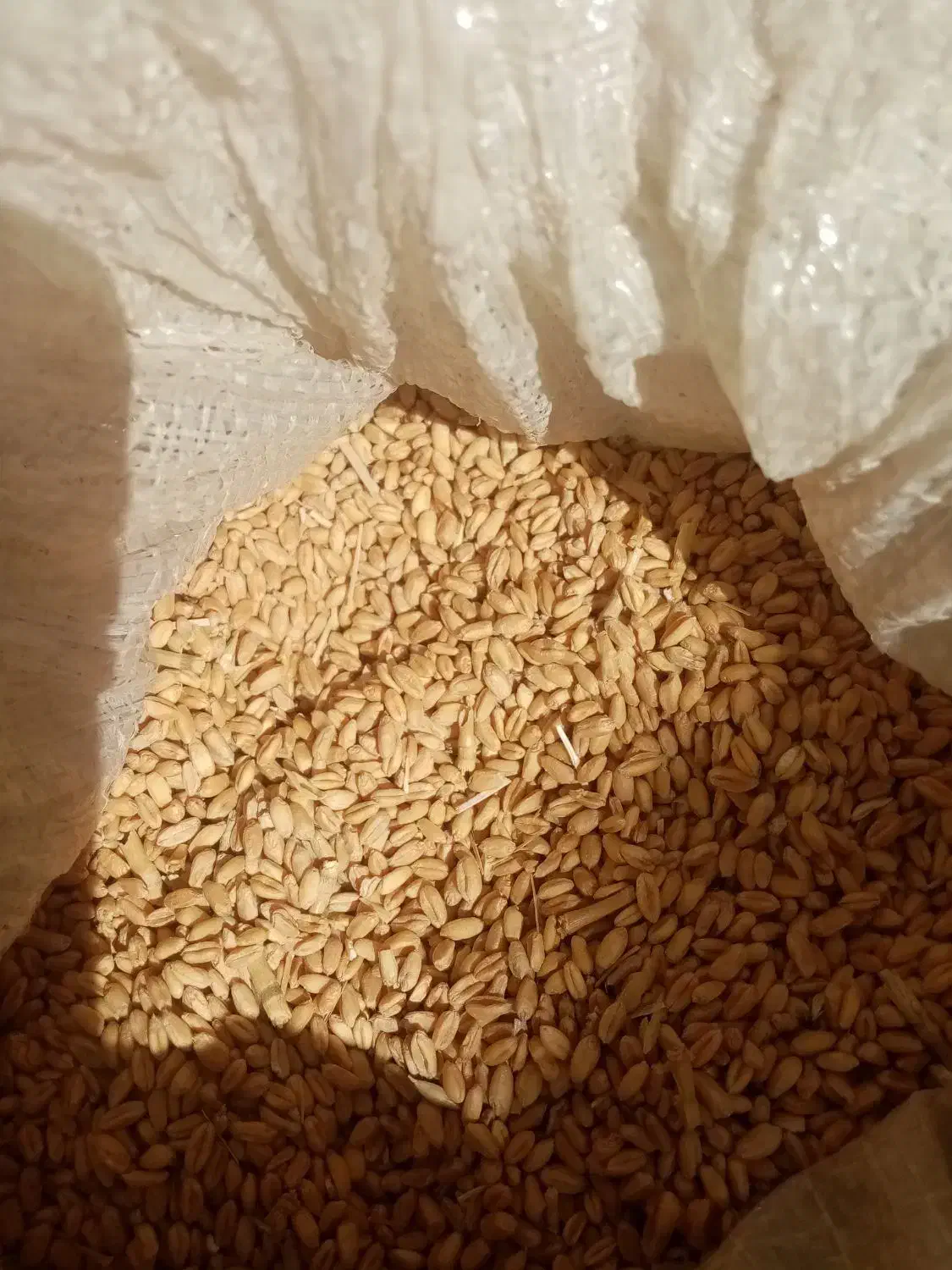 گندم فرمز محلی|خوردنی و آشامیدنی|سربیشه, |دیوار