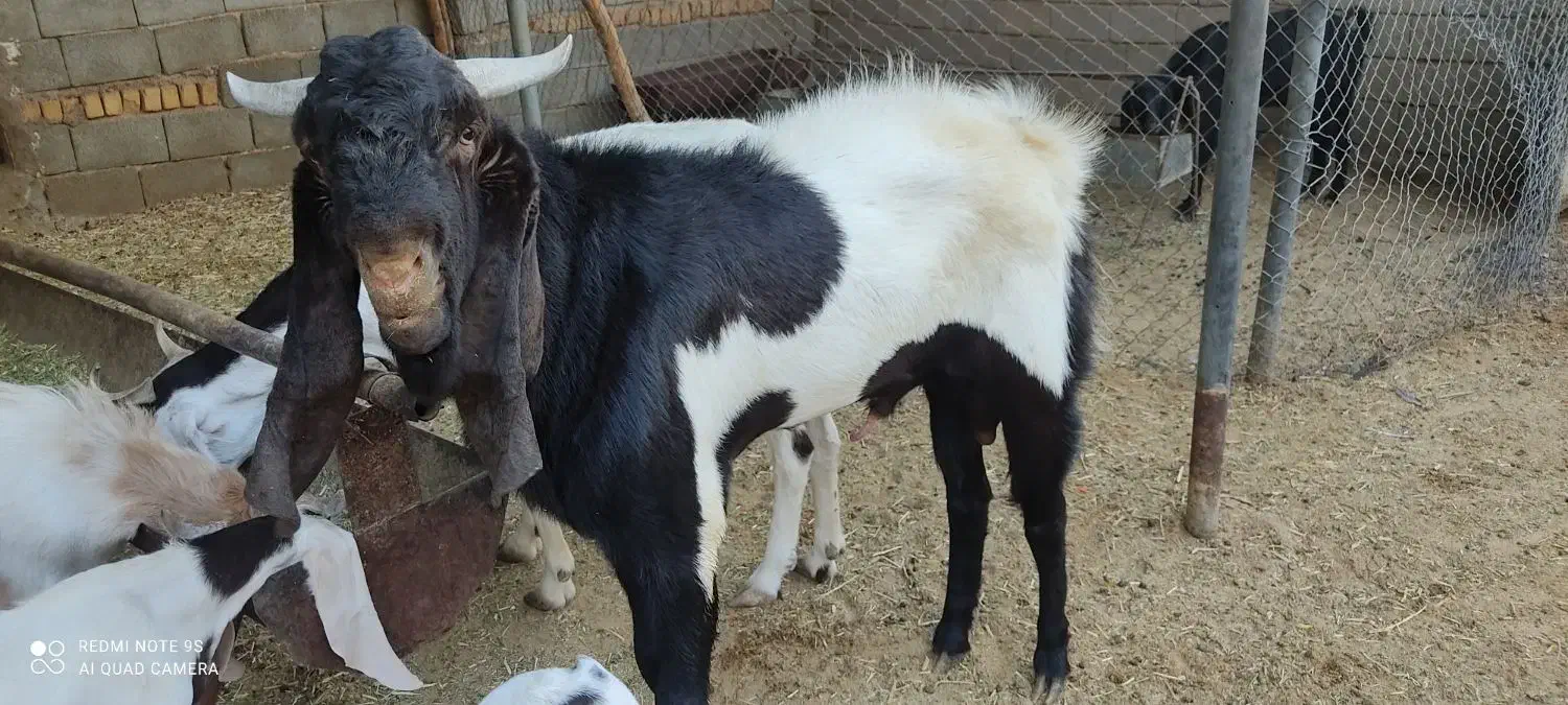 سلام یه چپش یک ساله دو ماه عالی وسالم|حیوانات مزرعه|حلب, |دیوار