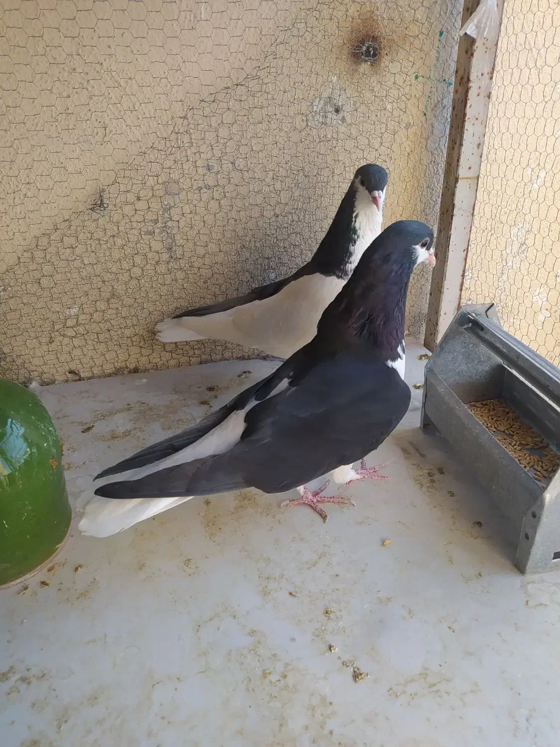 کفتر یا کبوتر چپ سیاه جفتی|پرنده|محمدیه-قزوین, |دیوار