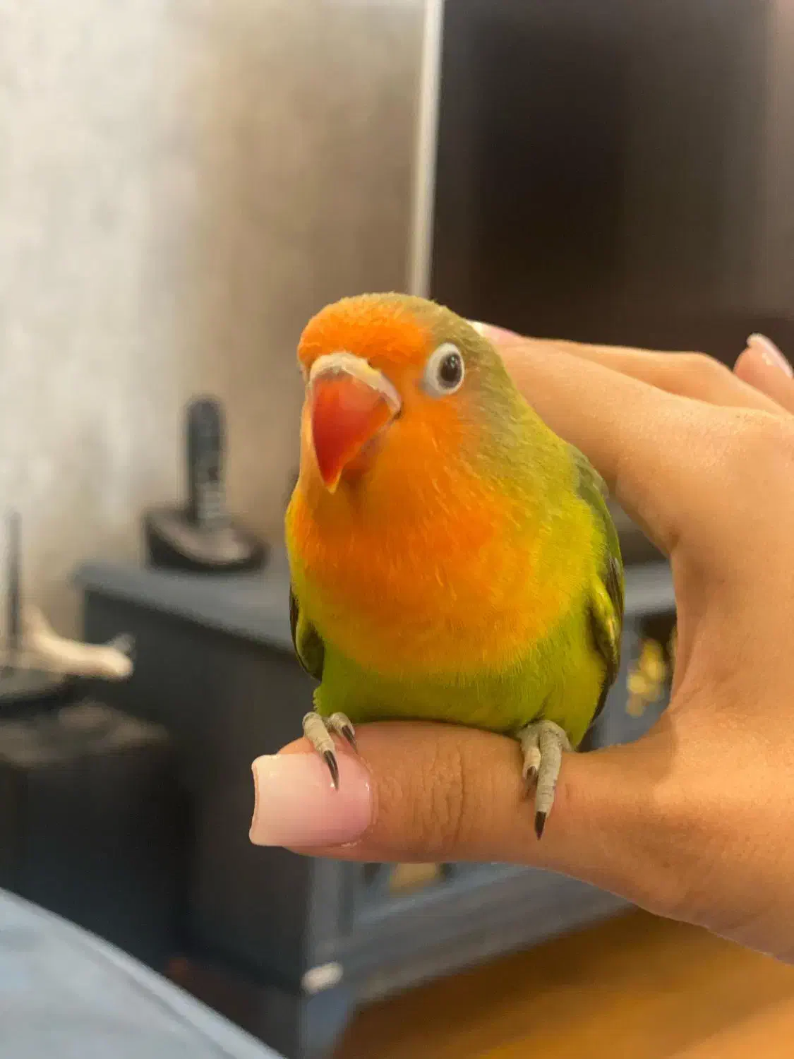 طوطی برزیلی کوتوله تپل دونخور شده|پرنده|تهران, کوی بیمه|دیوار