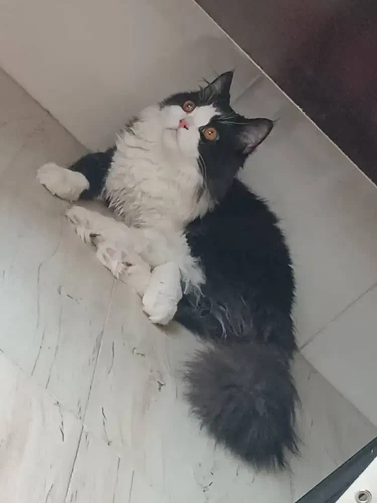 گربه نر پرشین اصیل جهت جفت گیری|گربه|یزد, |دیوار