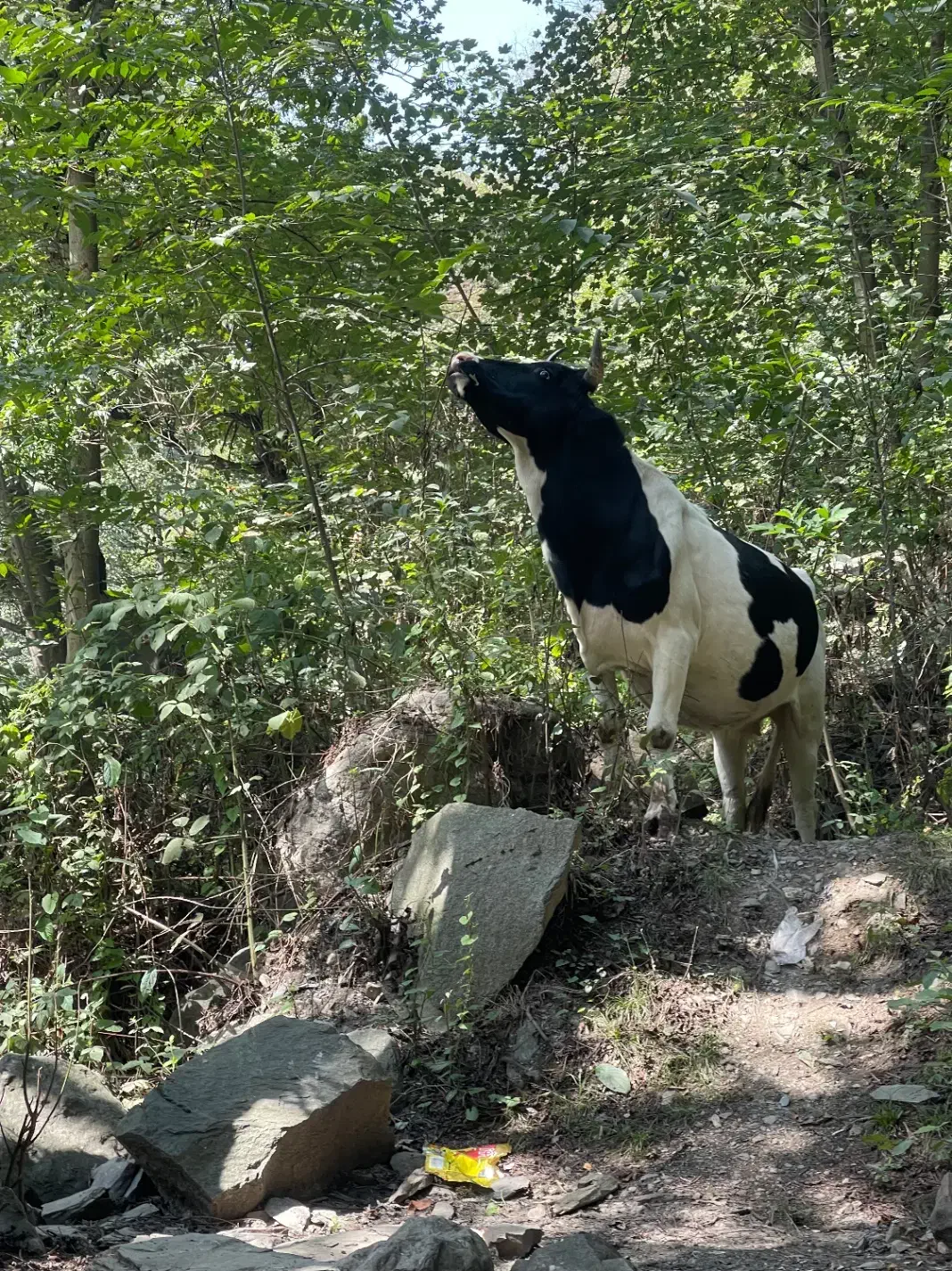 باغ|فروش دفتر صنعتی، کشاورزی، تجاری|جلین, |دیوار
