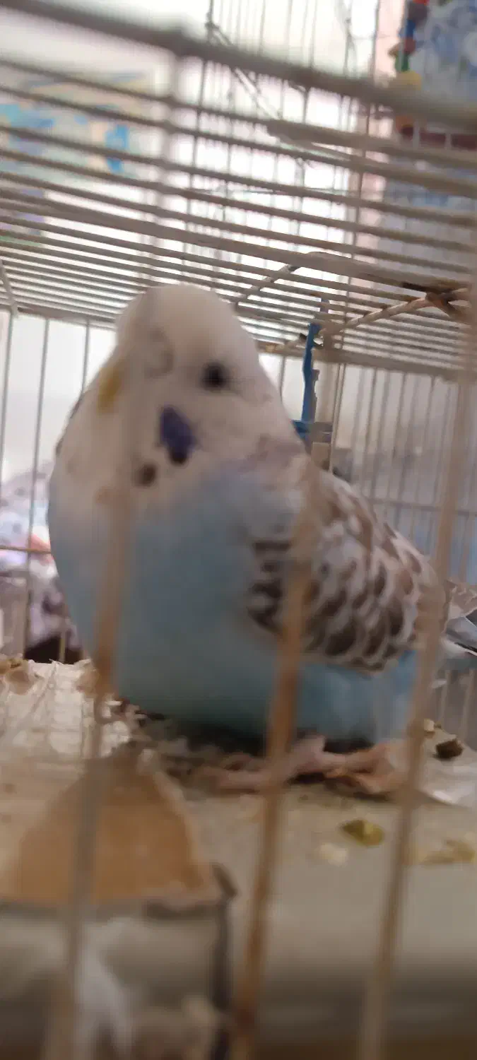 جفت مرغ عشق با وسایل|پرنده|زارچ, |دیوار