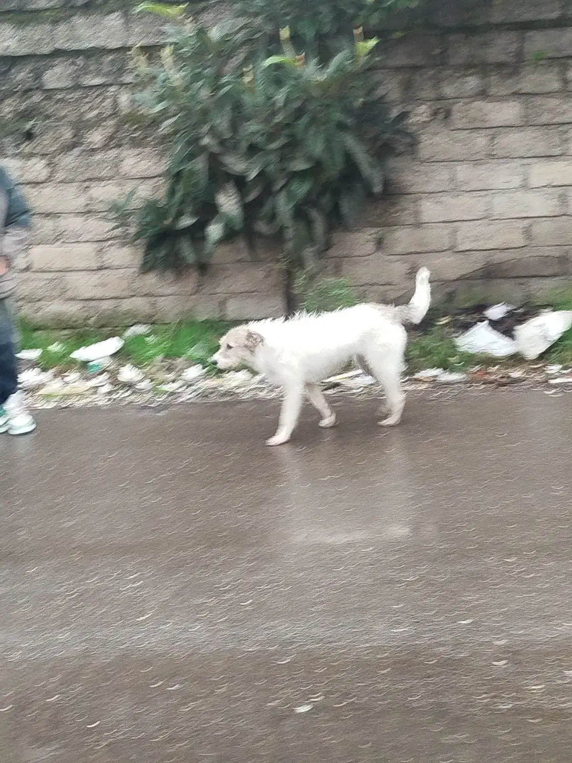 سگ شیتزو تریر|سگ|آستانه اشرفیه, |دیوار