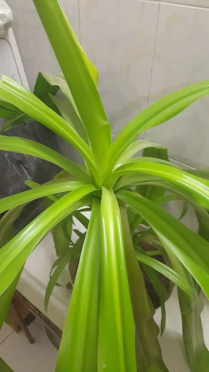 آینه همراه با میز و یک گل بزرگ|آینه|قوچان, |دیوار