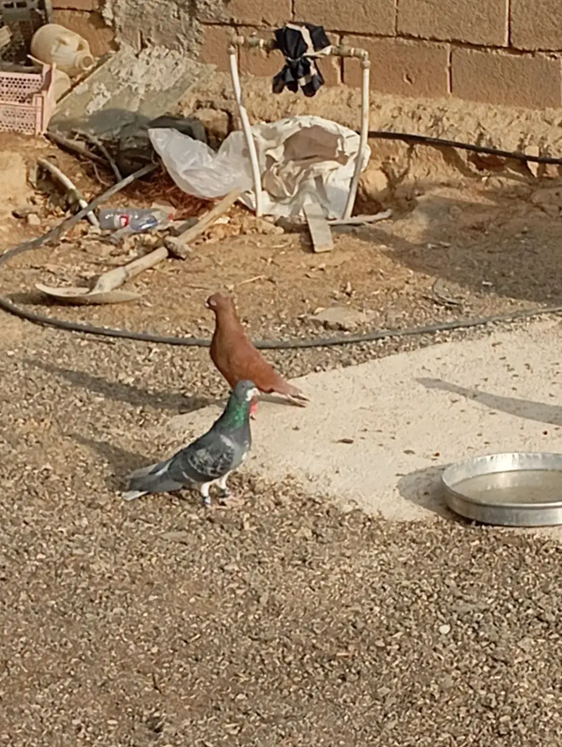 کبوتر رنگی|پرنده|ششده و قره بلاغ, |دیوار