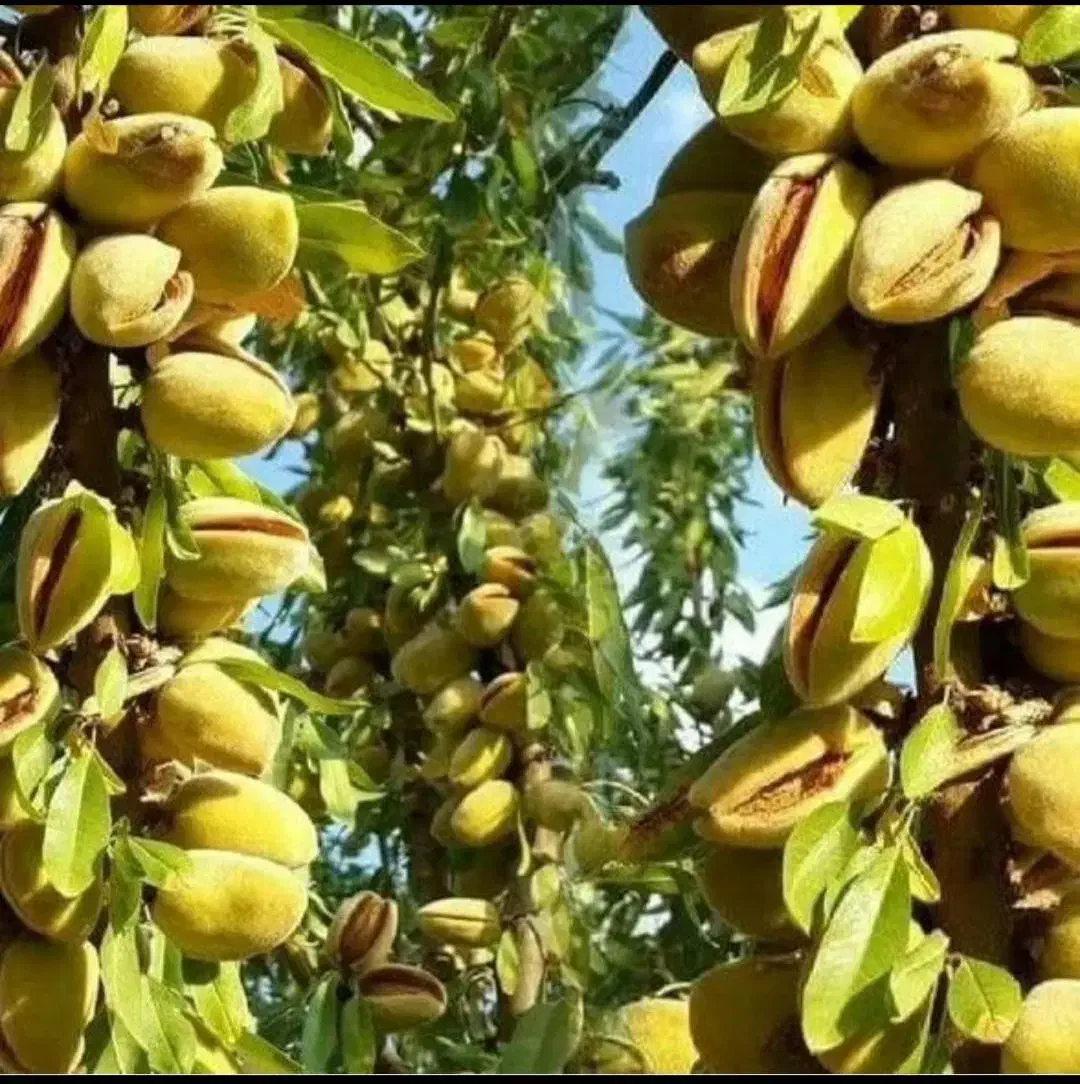 تولید و عرضه انواع نهال ها|خدمات باغبانی و درختکاری|تربتحیدریه, کلاته توکلی|دیوار