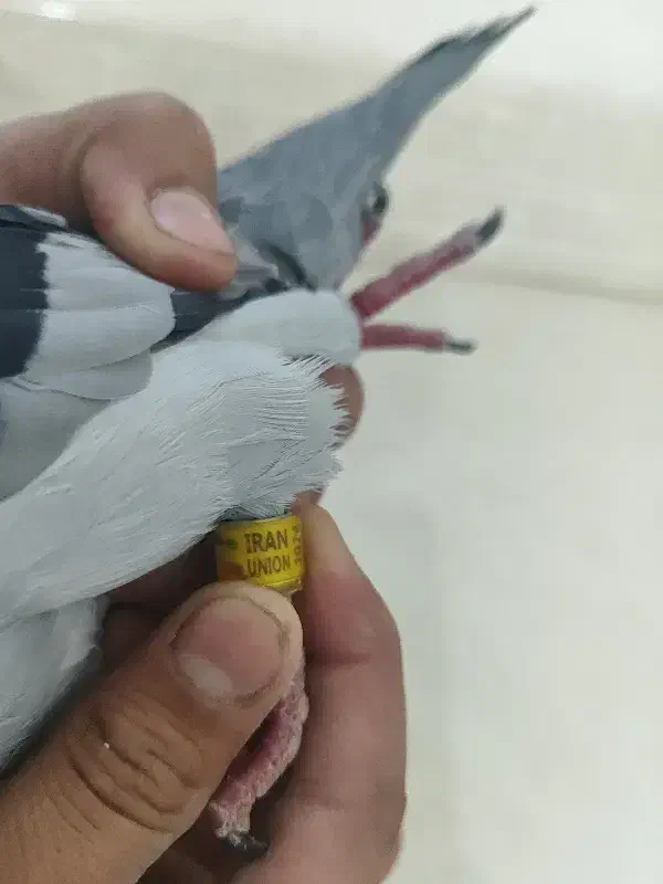 کبوتر مسافتی مست مست|پرنده|اندیمشک, |دیوار