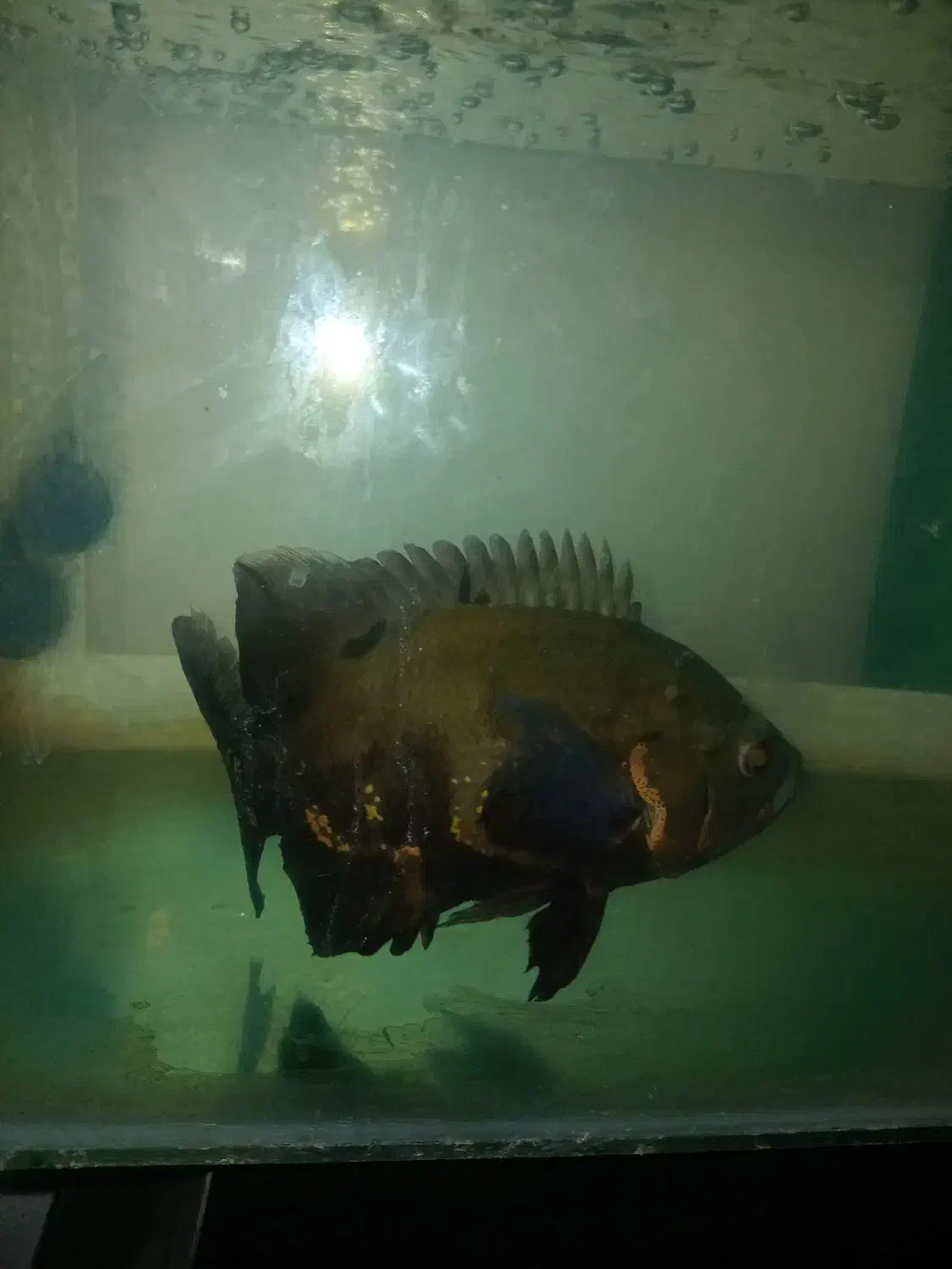 آکواریوم بزرگ و ماهی اسکار بزرگ|ماهی|گرگان, |دیوار