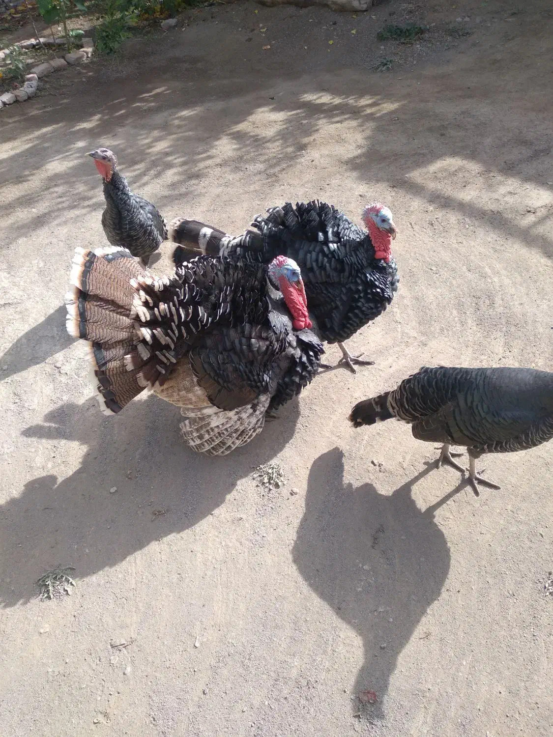 بوقلمون|حیوانات مزرعه|کوثر, |دیوار