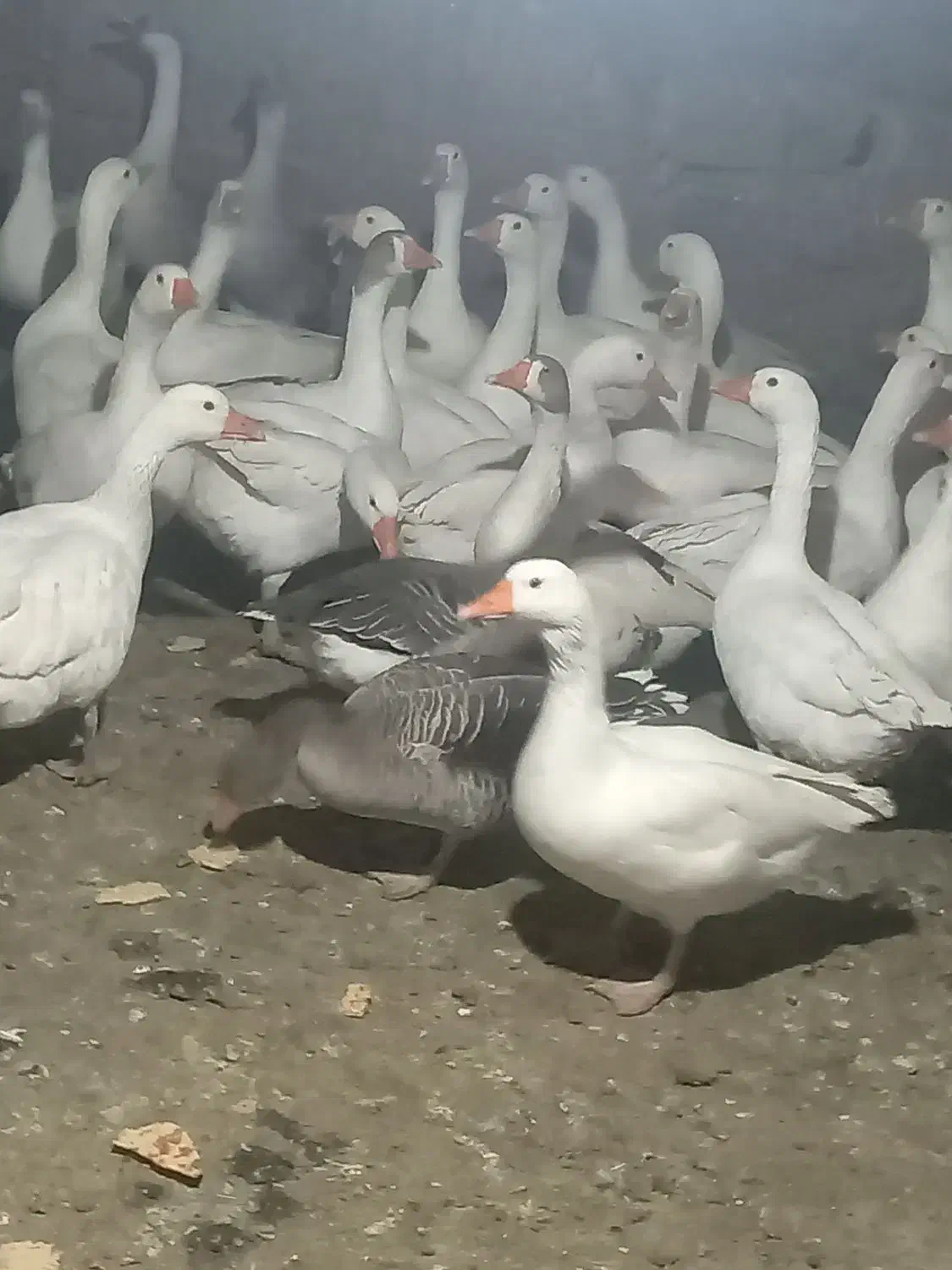 29قاز محلی تخمگذار|حیوانات مزرعه|مریوان, |دیوار