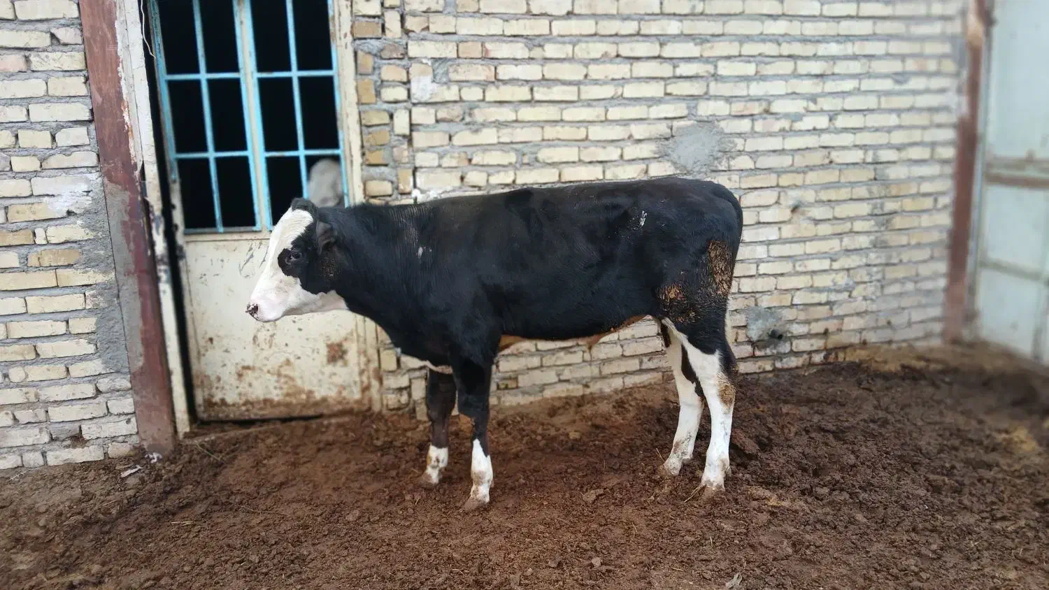 یک راس گوساله نر سمینتال جنس|حیوانات مزرعه|تاکستان, |دیوار