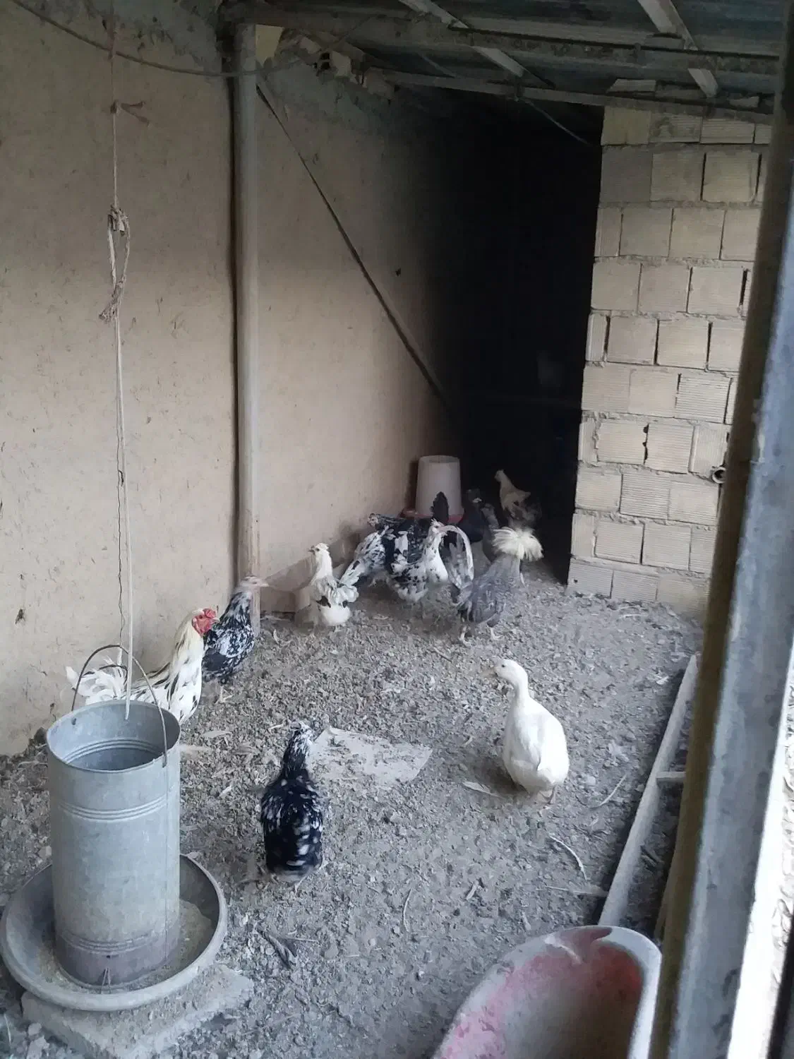 مرغ گلین وخرپس چهل تاج|حیوانات مزرعه|اصفهان, شهرک کاوه|دیوار