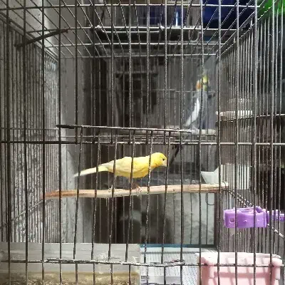 دوعدد قناری نر بالغ|پرنده|رشت, معلولین|دیوار