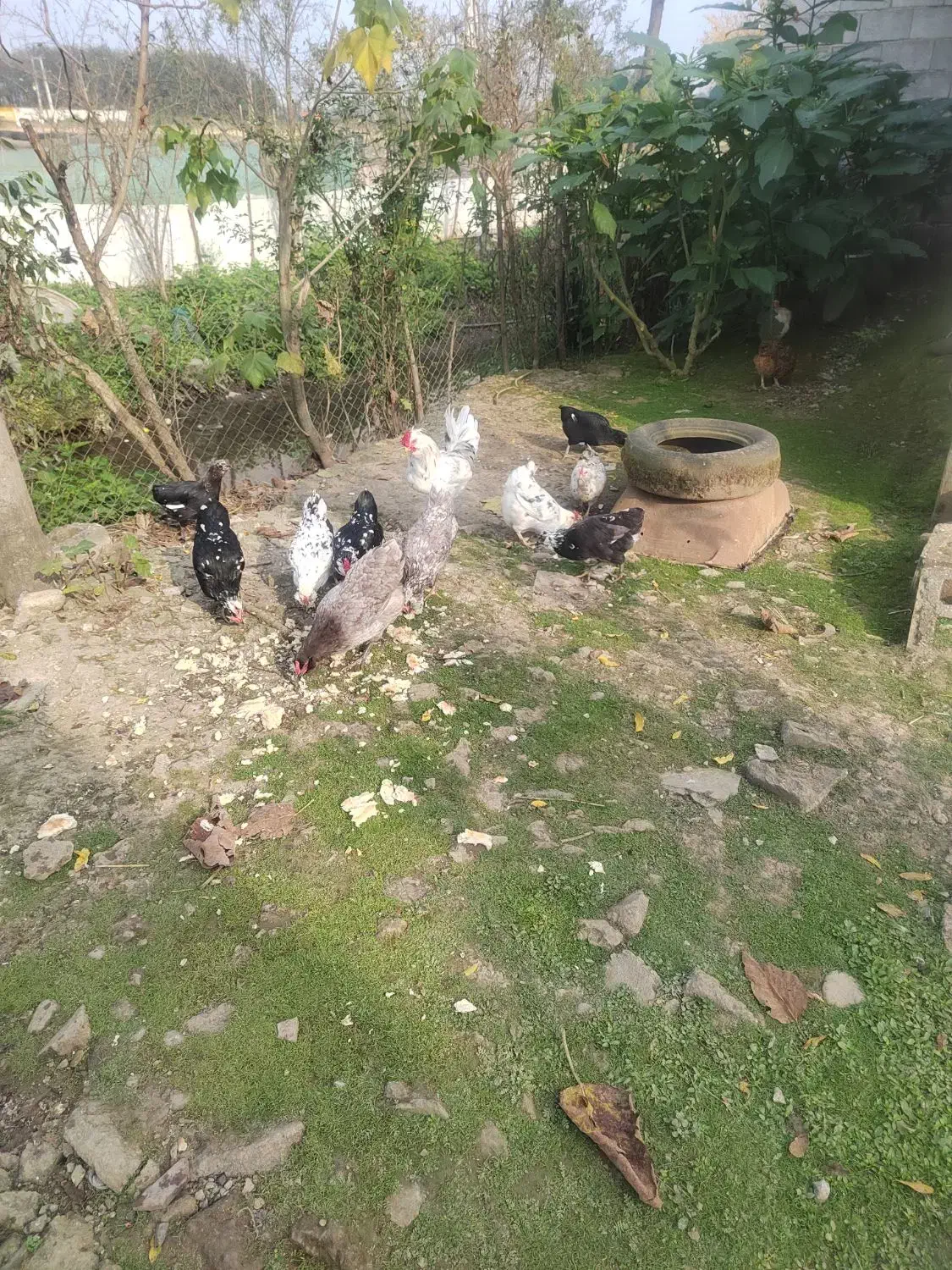 تخم مرغ گلین|حیوانات مزرعه|رضوانشهر, |دیوار