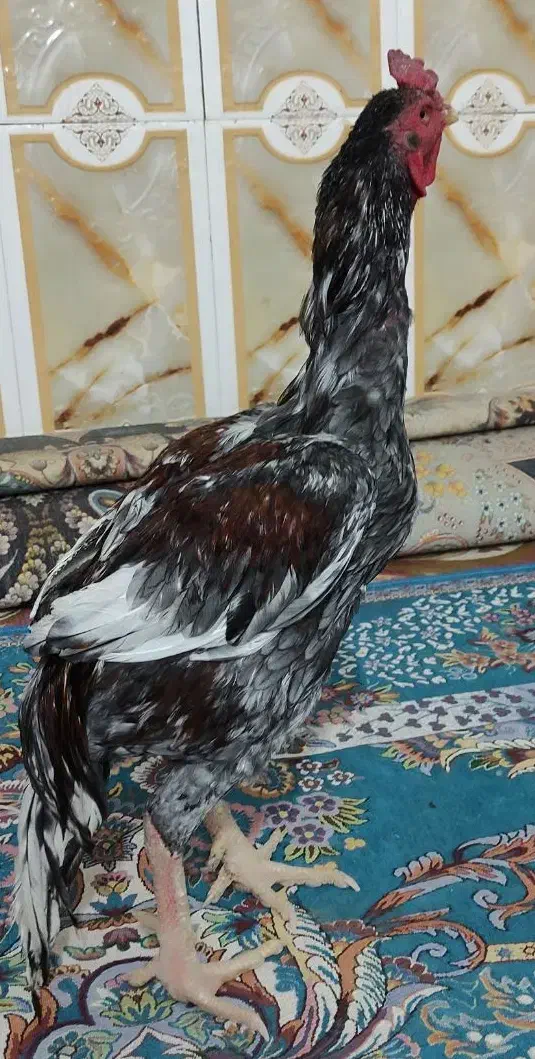 مرغ وخروس|حیوانات مزرعه|ایرانشهر, |دیوار