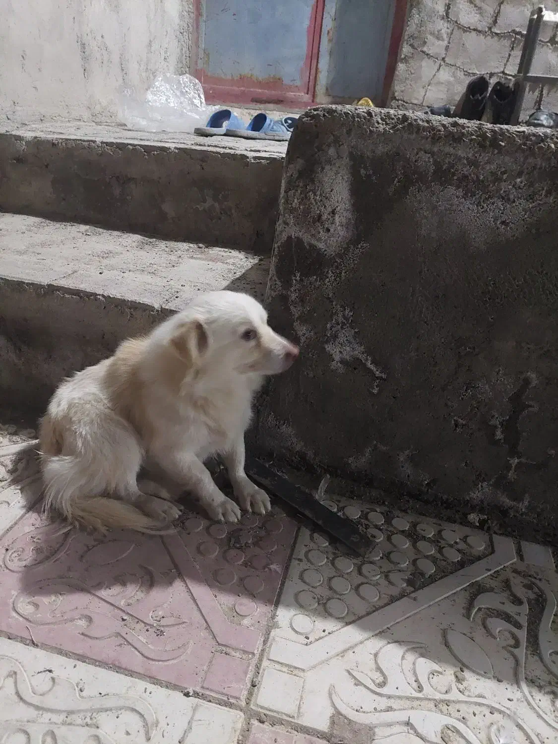 سگ پاکوتا|سگ|خواجه, |دیوار