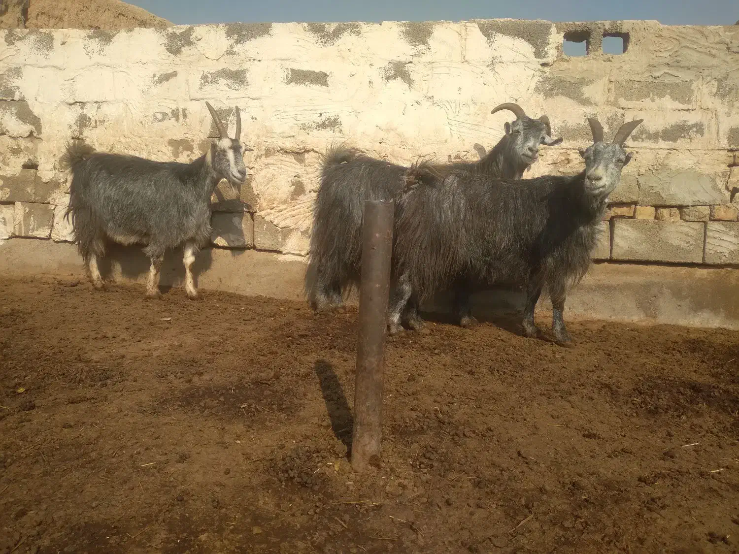 ۳ راس بز آبستن سنگین کبود|حیوانات مزرعه|پیشوا, |دیوار