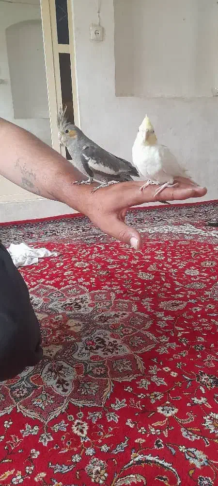 مرغ عروس دستی|پرنده|آران و بیدگل, |دیوار