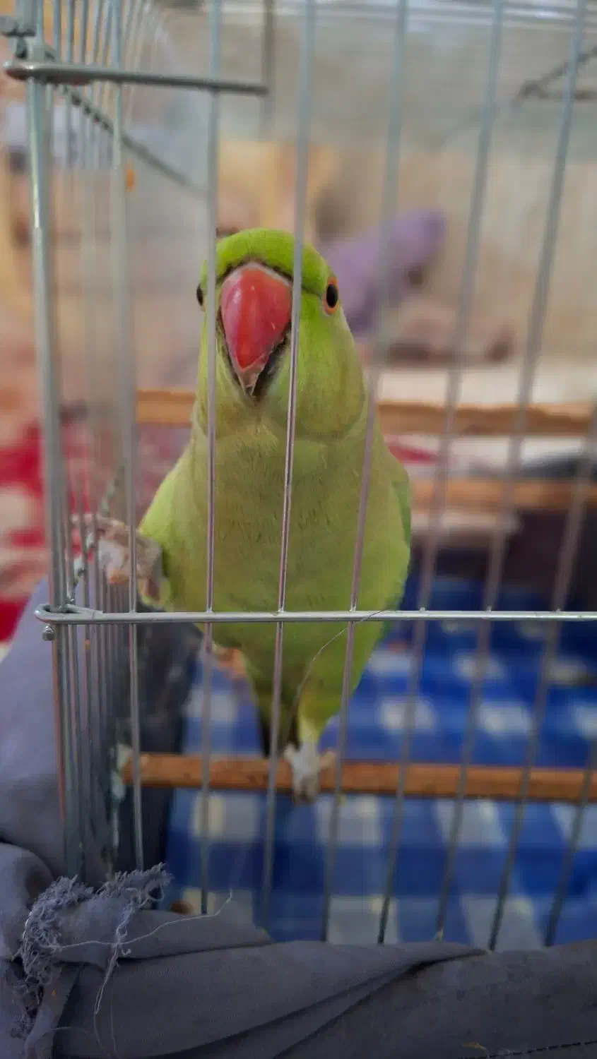 طوطی مانگو|پرنده|بندر کنگان, |دیوار