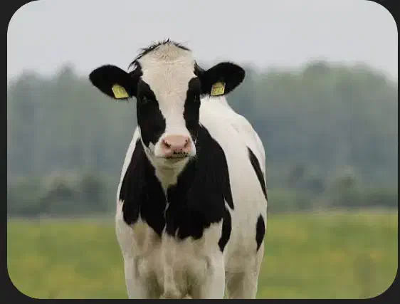 کارگر گاوداری شیری|استخدام صنعتی، فنی، مهندسی|ایوان, |دیوار